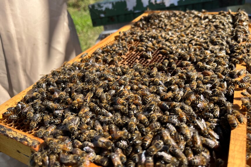 Lots of honey bees on a hive slide. 