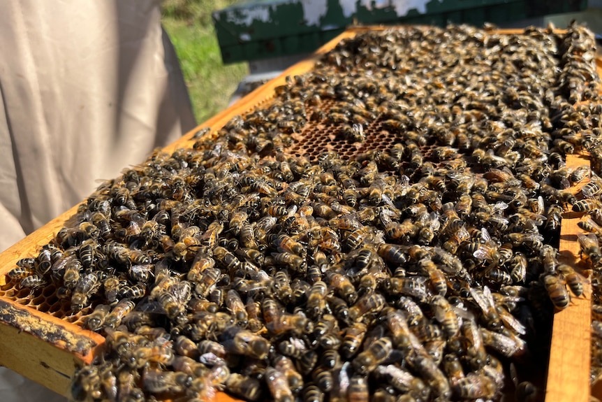 Lots of honey bees on a hive slide. 