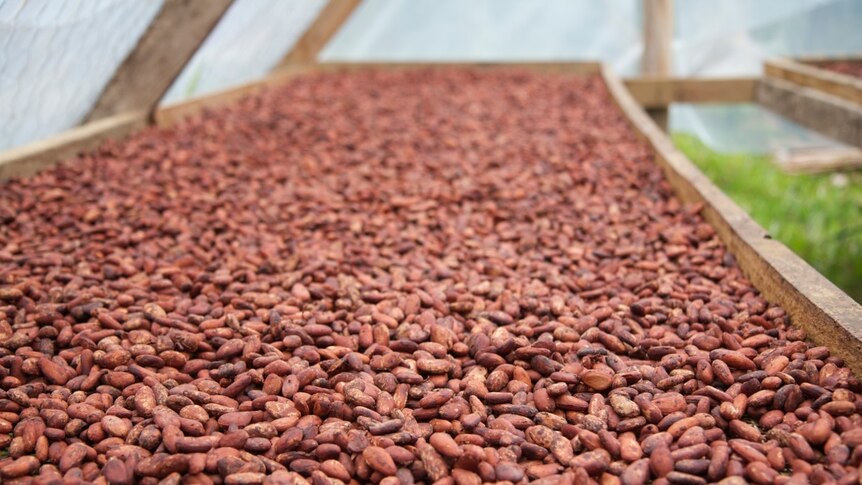 Thousands of cocoa beans drying flat under thin covers so sun can shine through.