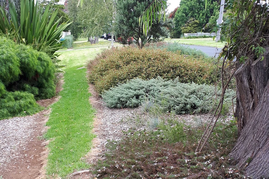 Native grasses cover the lawn of a rental home in south Gippsland, an example of nature strip planting.