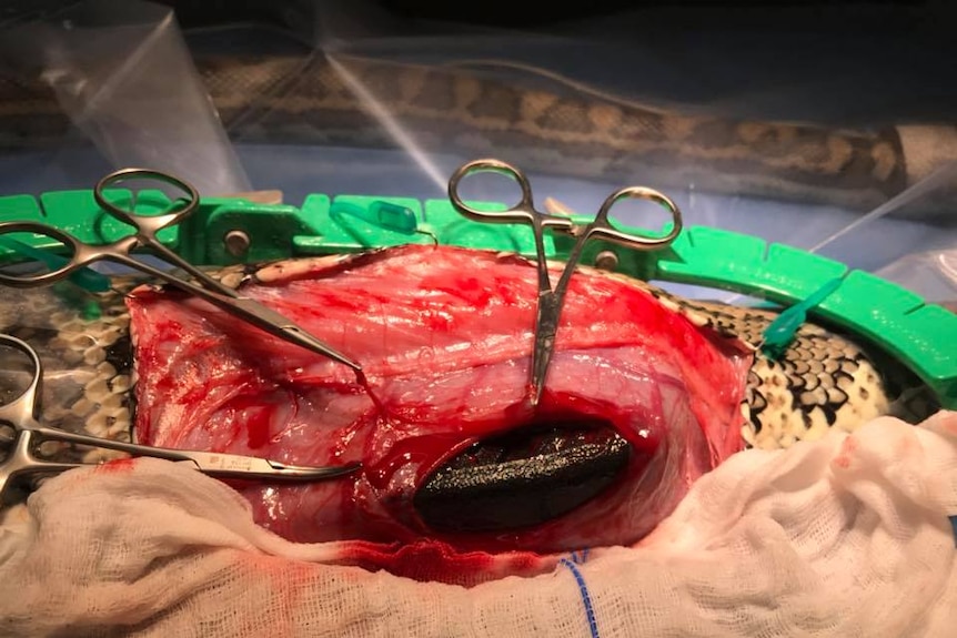 Stomach of a carpet python exposed during surgery