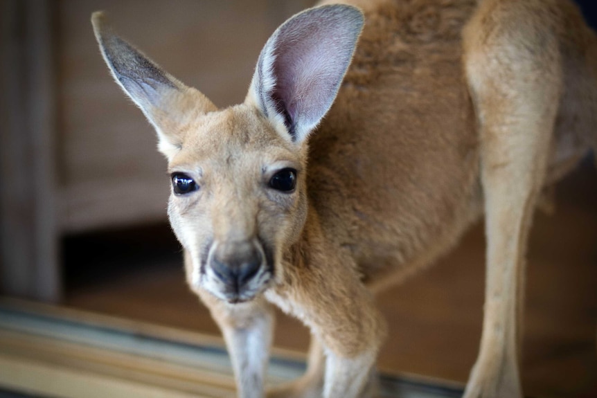 Red kangaroo joey in a doorway