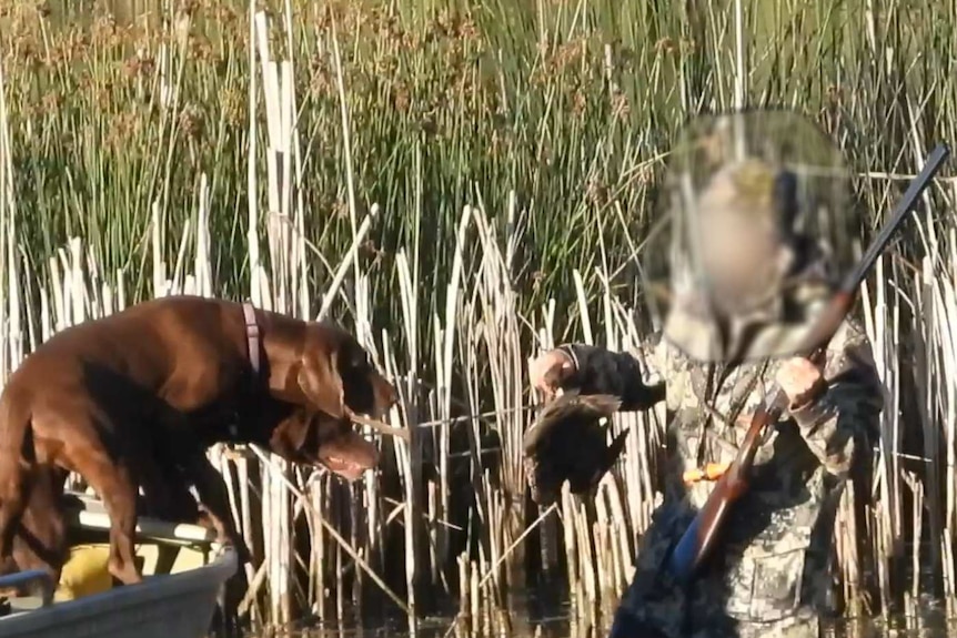 A man with a rifle over his shoulder holds a duck as he moves towards two dogs in a boat.