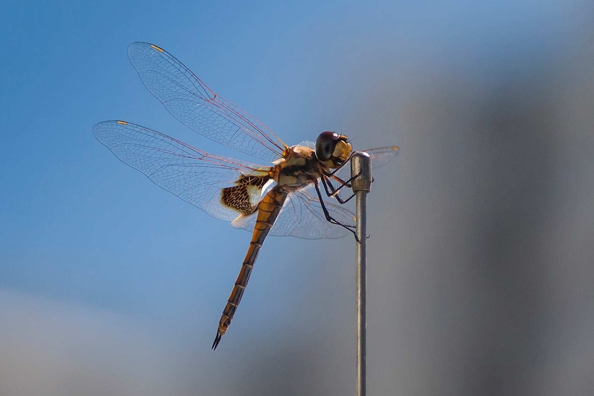 A dragonfly.