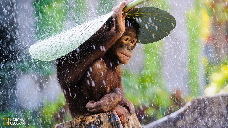 A young orangutan uses a taro leaf to shield himself from rain.