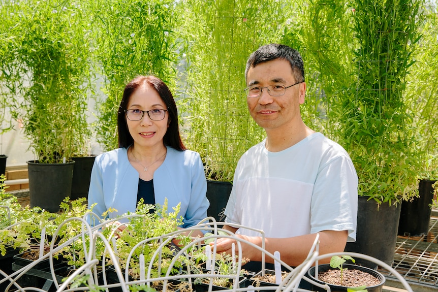 Male and female researcher look over plants in a laboratory 
