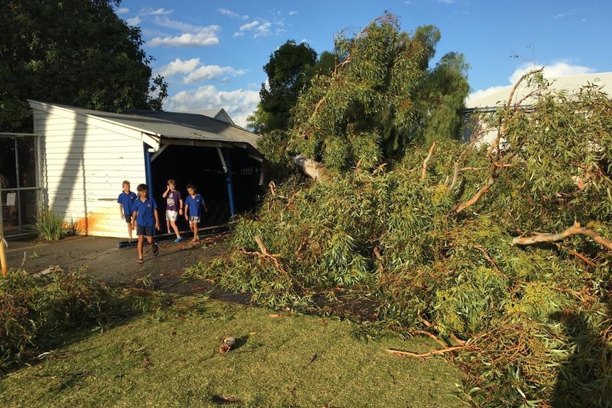A large tree lies on the ground after falling onto a small shed in a school yard, with four ypoung students walking nearby.