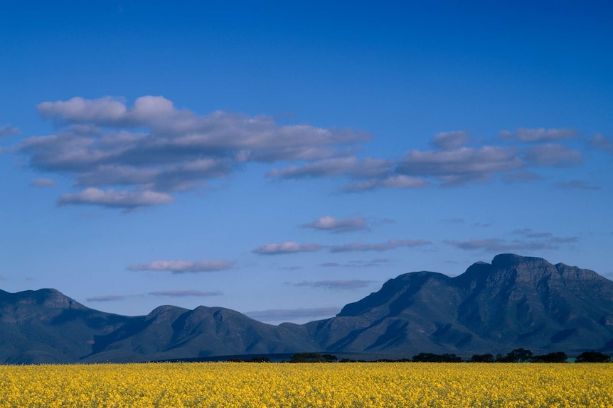 A canola farm in front of the Stirling Ranges, WA