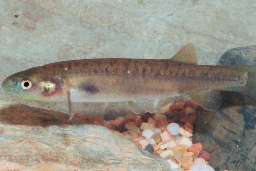 A small, long brown spotted fish swimming in water with small pebbles beneath it.