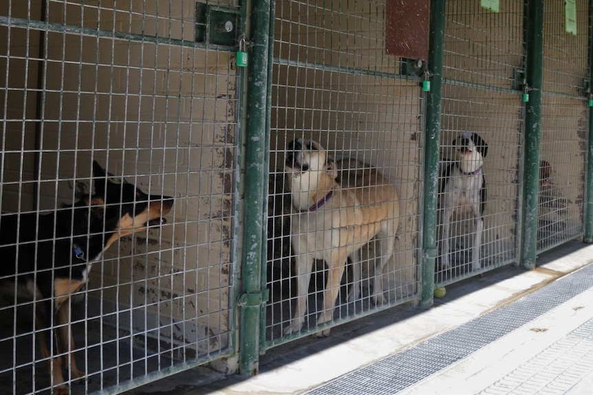 Five dogs in a row of cages. 