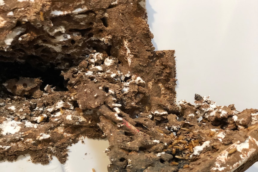 Un nido de termitas vivo detrás de una toma de corriente en un baño.
