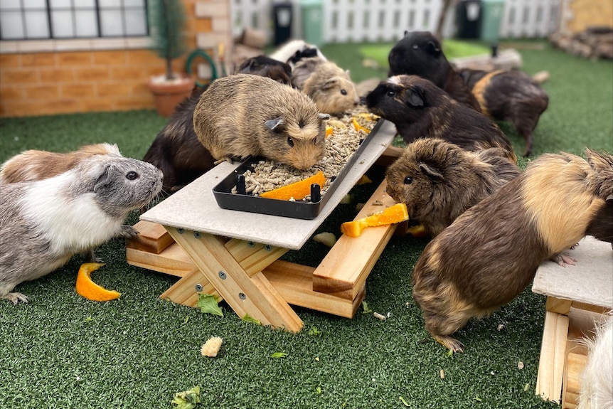 Guinea pigs on a table