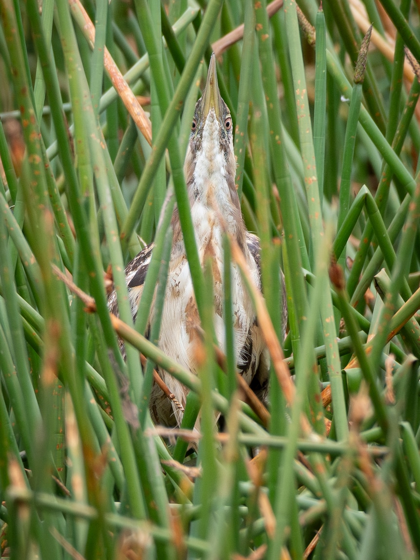 a brown bird in green reeds, looking at the camera