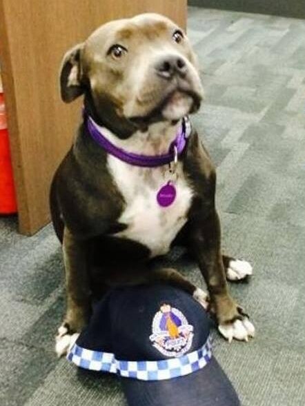 Seven-month-old Staffordshire terrier pup Malibue sits in a police station.