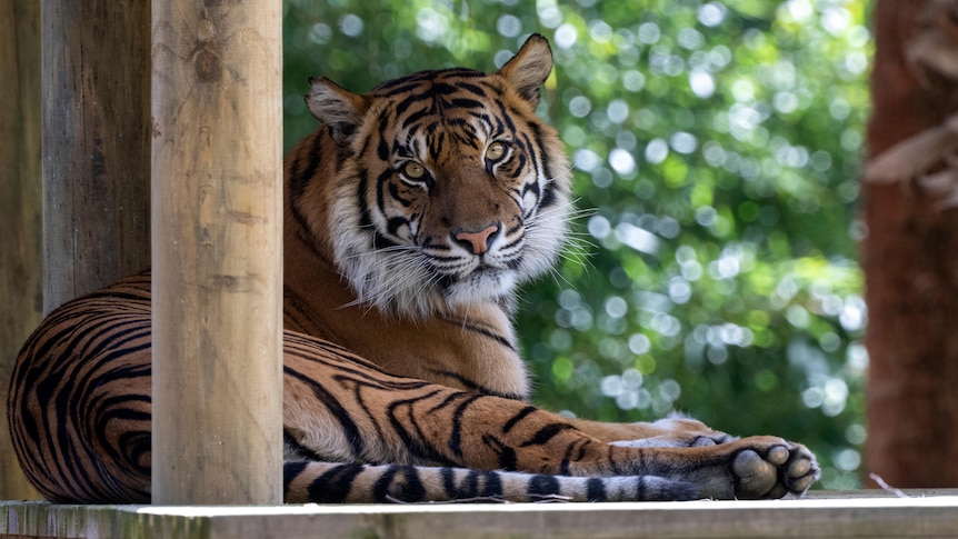 Adelaide Zoo's Sumatran tiger Delilah.