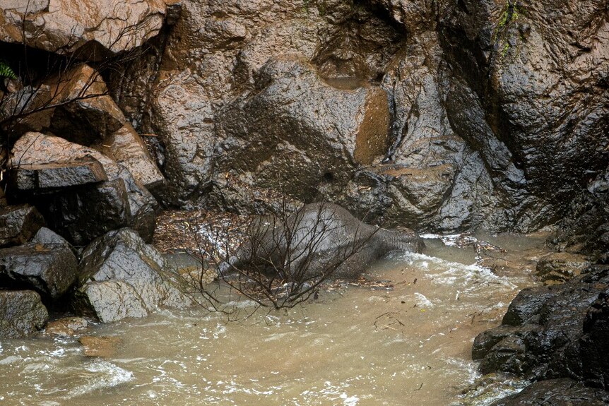 The grey body of an elephant lies in the water near a high rockface.