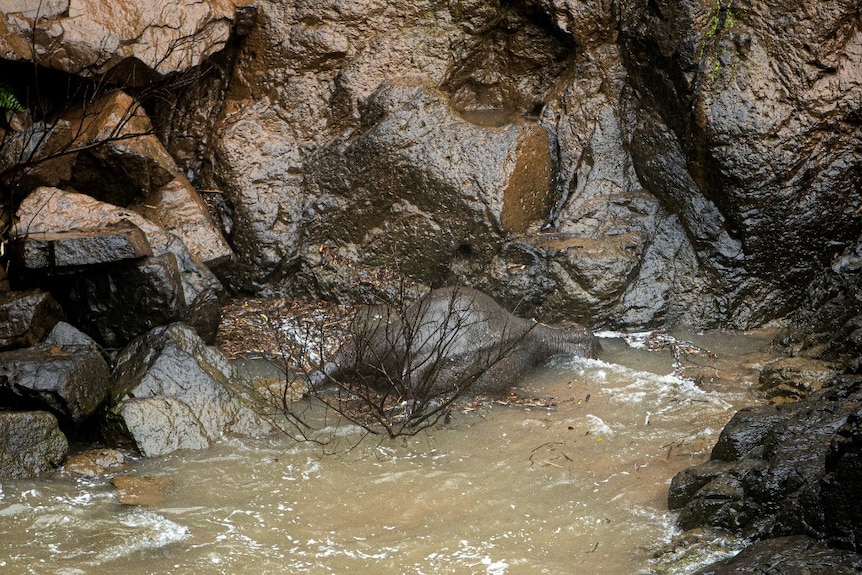 The grey body of an elephant lies in the water near a high rockface.