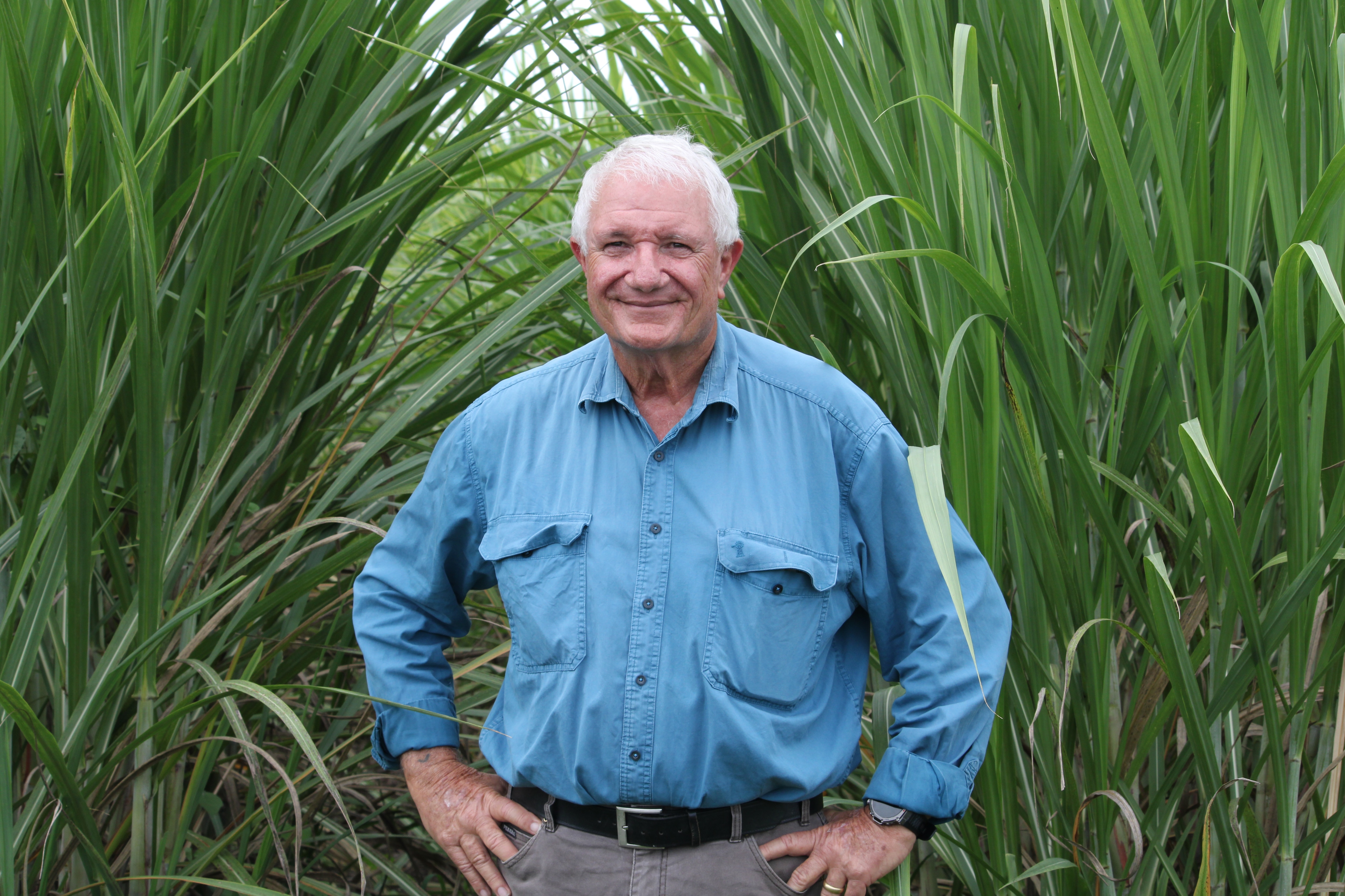 Um homem mais velho e sorridente, vestindo uma camisa de trabalho, está com as mãos nos quadris em frente a uma plantação alta de cana.