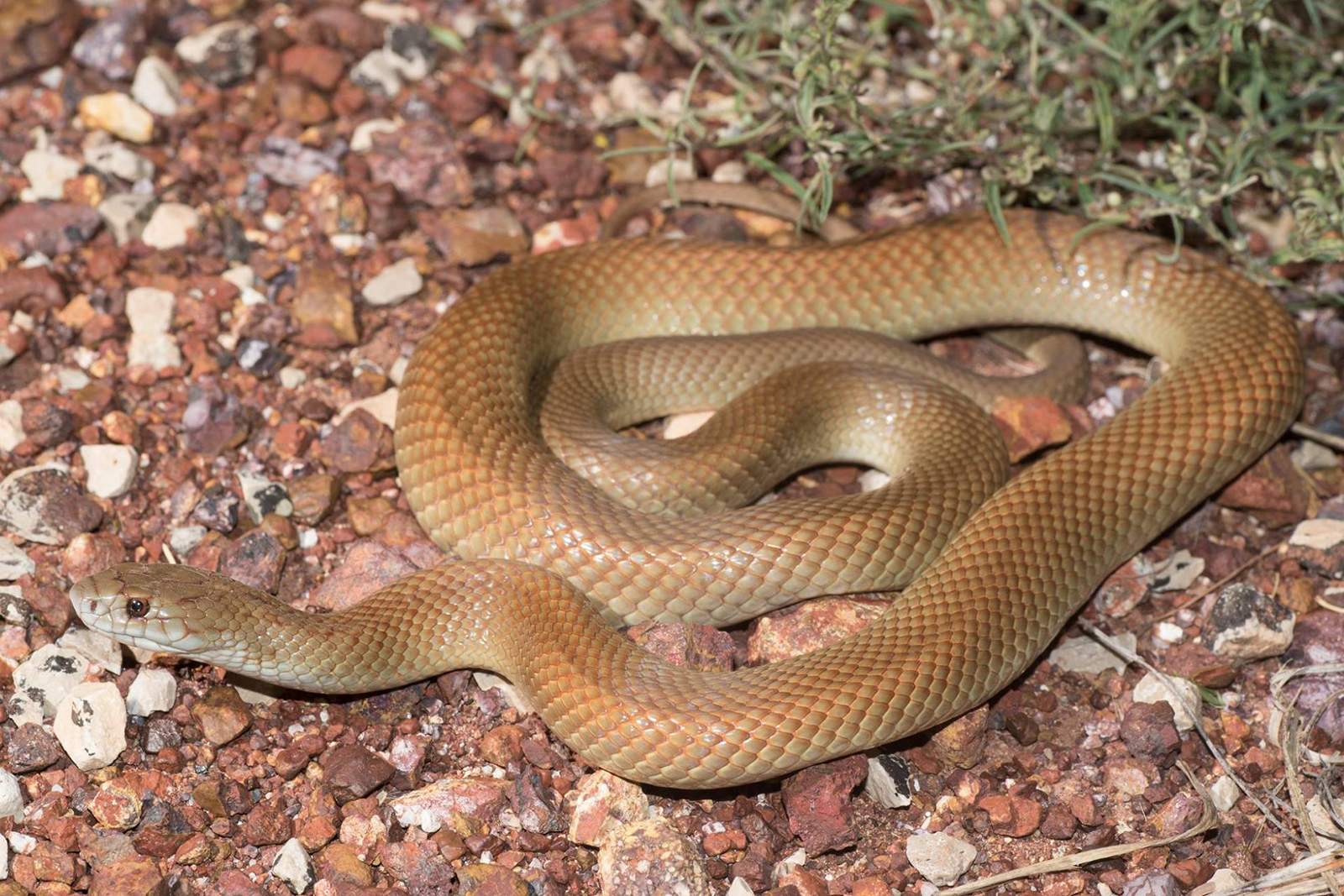 Snake hiding behind Darwin airconditioning unit likely wanted food