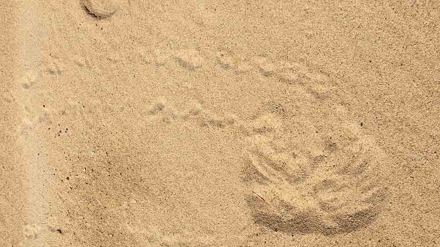 Sand with turtle tracks visible.