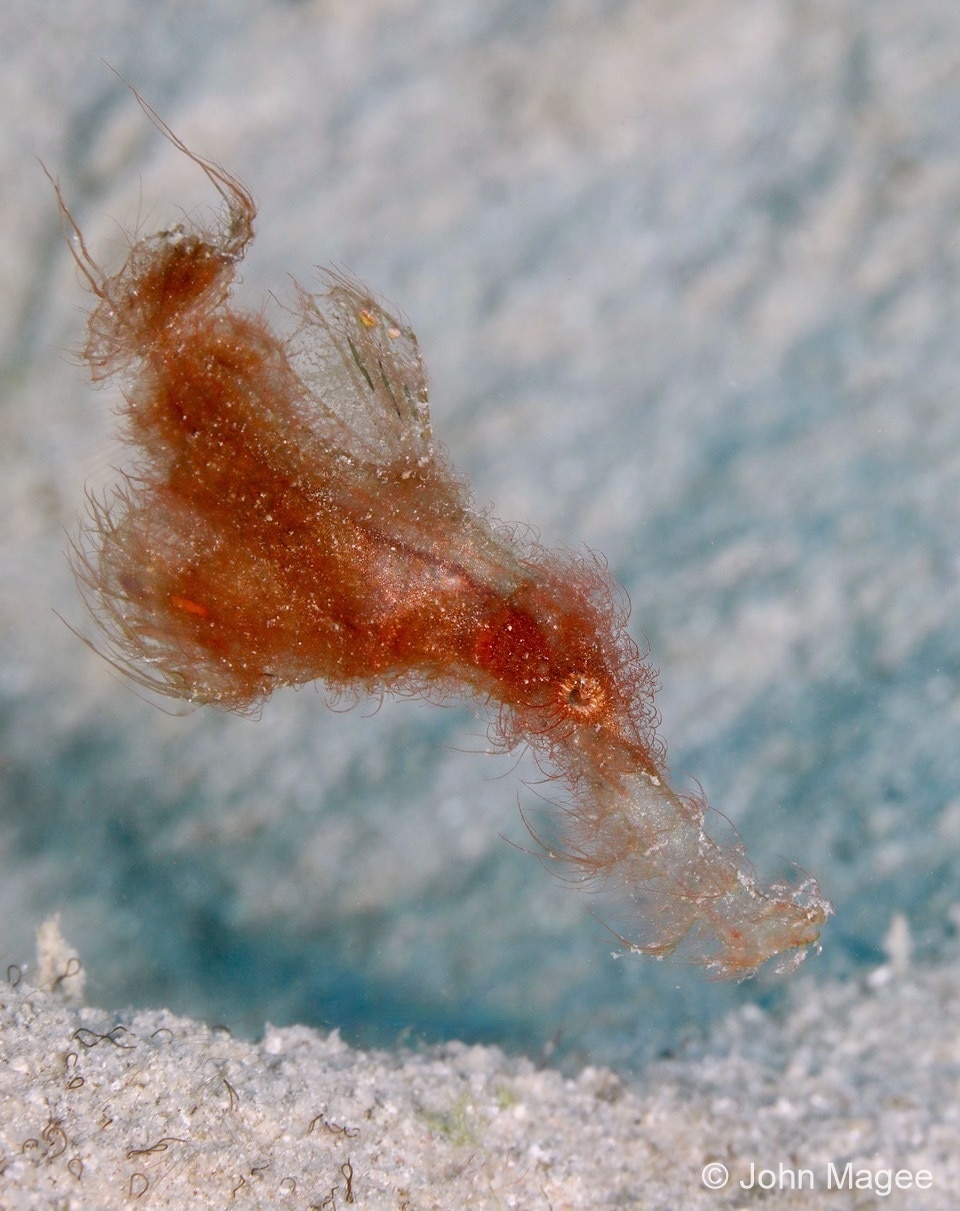 An orange hairy ghost pipefish in the water