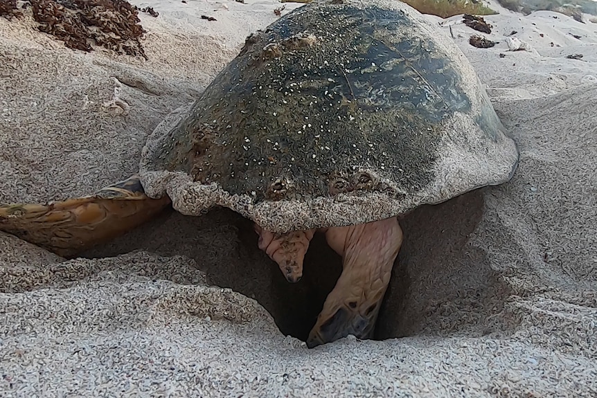 a turtle nesting