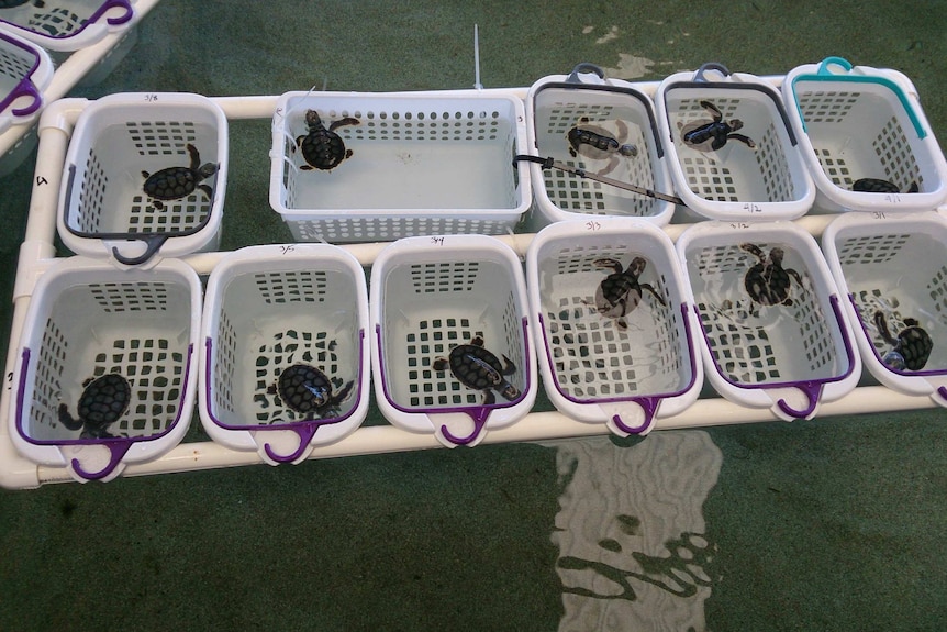 Flatback turtles ready for release