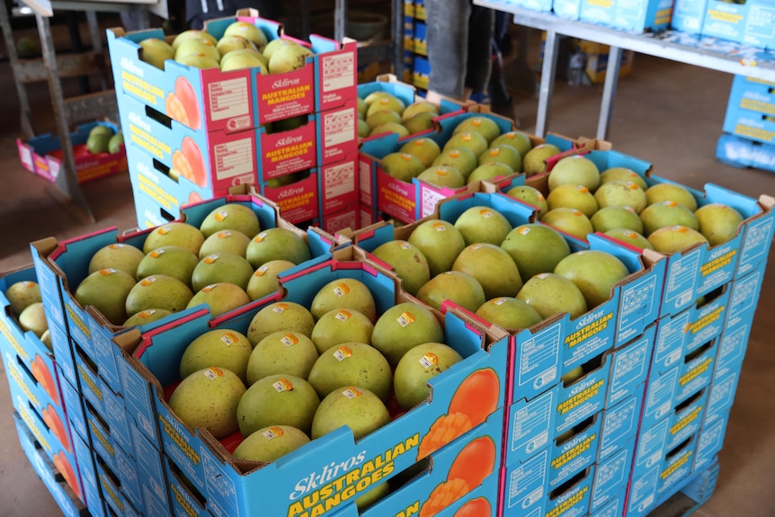 crates of ripe mangoes in a warehouse