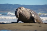 A large male seal on a beach.