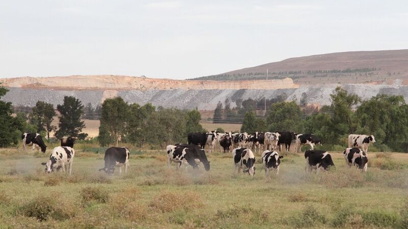 Cattle graze on rehabilitated mining land. May 2017.