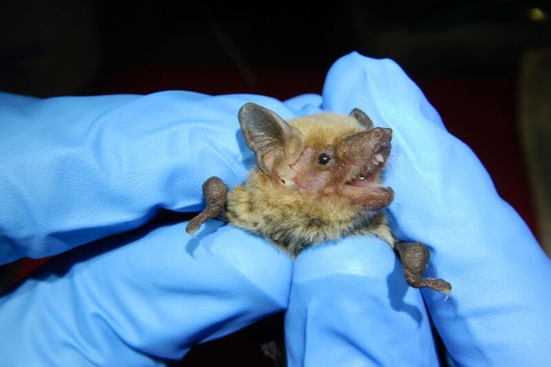 A photo of an inland broad nose bat