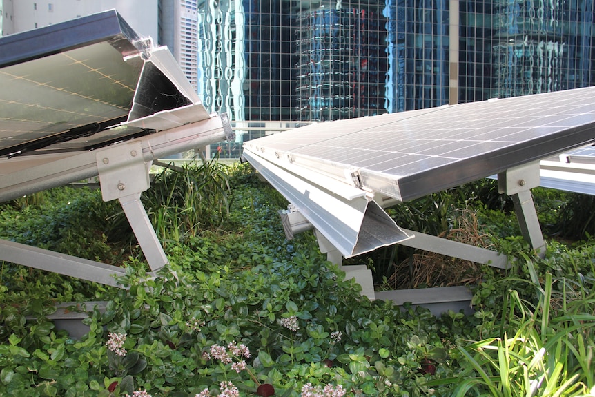 Solar panels with plants growing underneath.