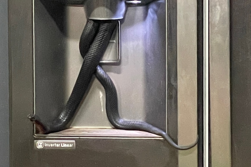 A snake dangles from an ice dispenser on a fridge door.