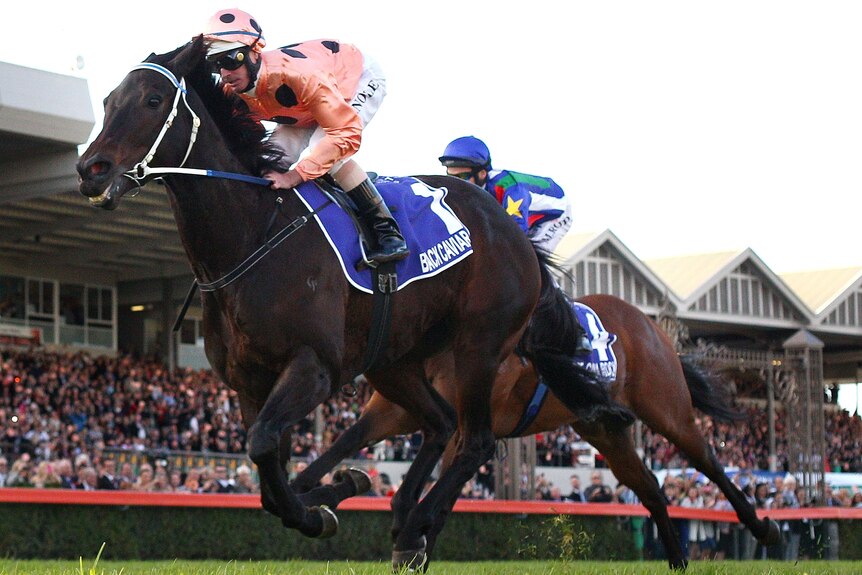 Black Caviar celebrates happy 21st