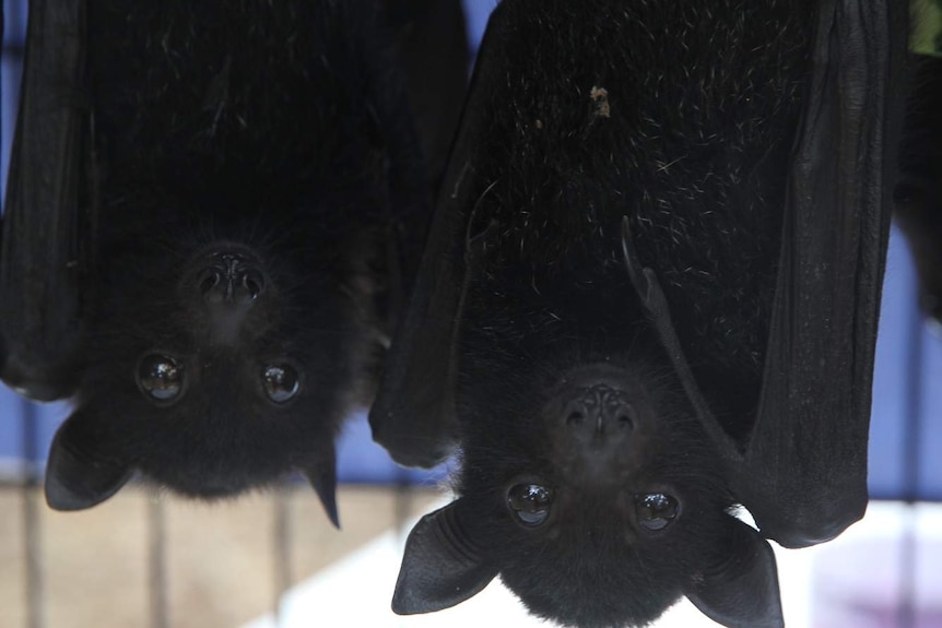 Two baby black bats hanging in a small cage