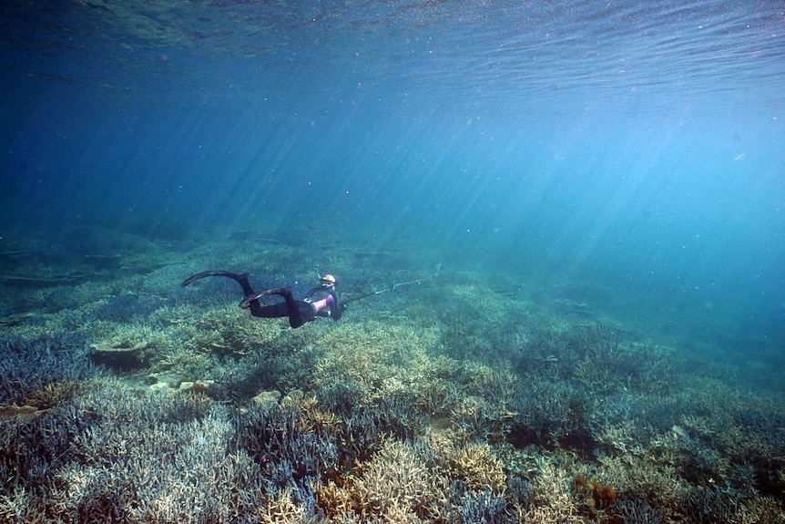 Una mujer está buceando en un arrecife de coral.
