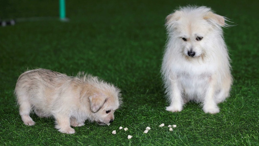 Chinese dog Juice looks onto his clone who is sniffing at food on fake grass floor.