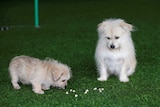 Chinese dog Juice looks onto his clone who is sniffing at food on fake grass floor.