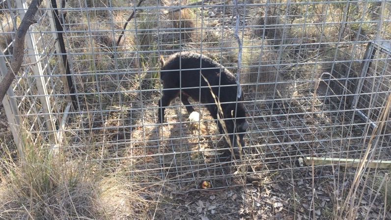 Feral pig in a cage
