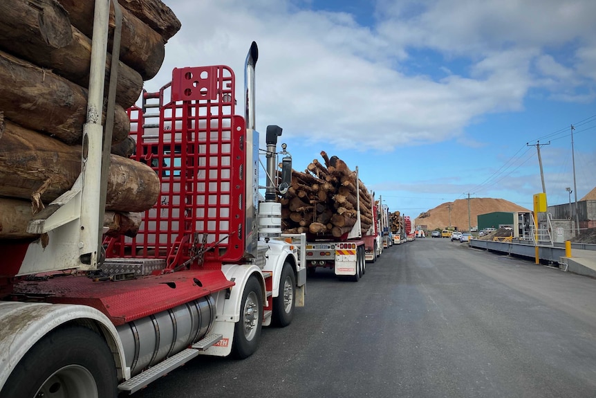Logging trucks in a queue outside a wood chip mill.