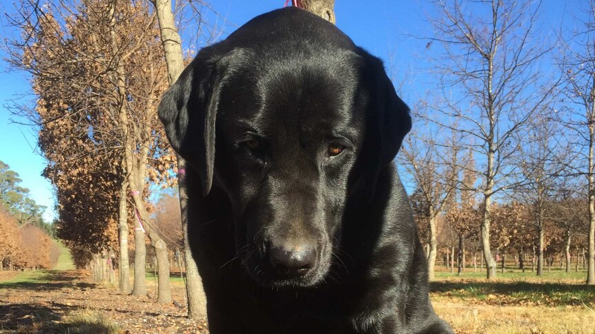 a black Labrador dog sits next to a truffle in the middle of an oak tree orchard