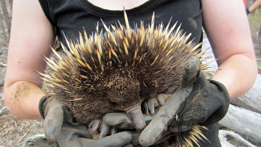 Male echidnas are known to wake hibernating females to mate.