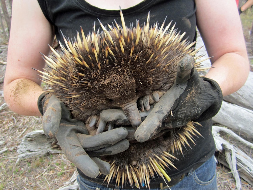 Close up of echidna being held by man wearing gloves