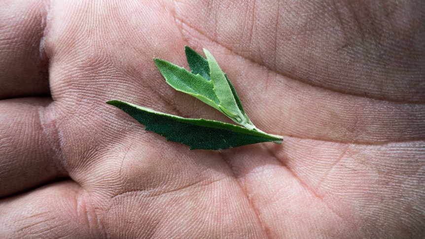 A close image of a native mint leaf