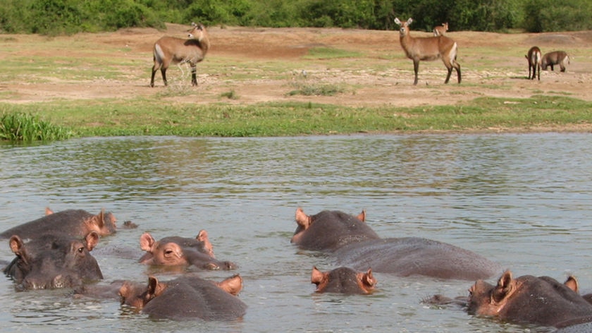Queen Elizabeth National Park is one of Uganda's most popular safari destinations.
