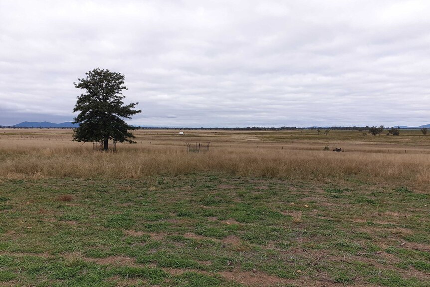 Green and brown grass along a flat field with a tree in the foreground and mountains in the distance, under a grey sky.