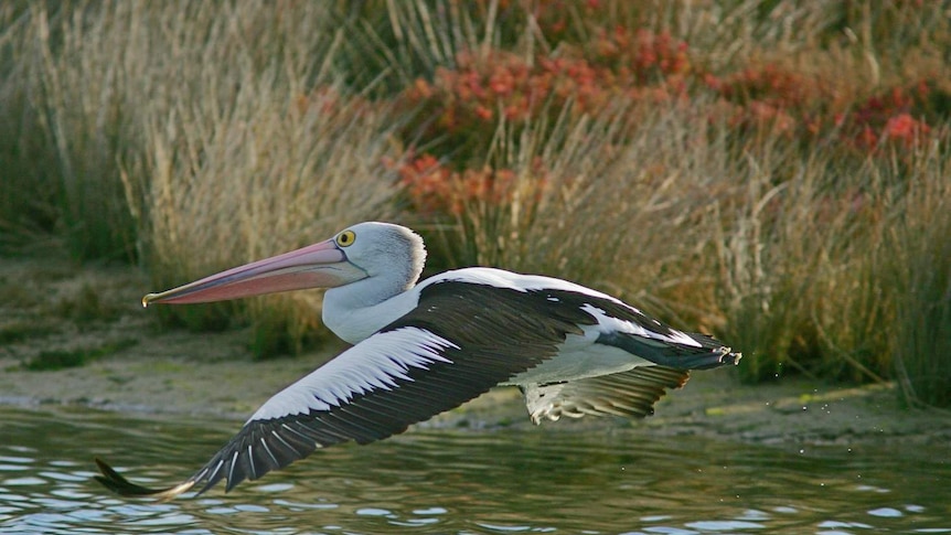 Tagged Pelican Photographed 950 Miles from Nest