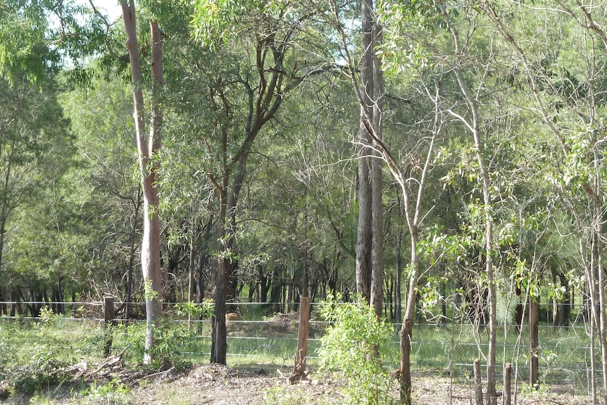 A green bush area. 