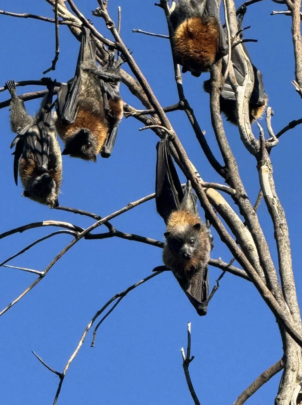 Morcegos pendurados em galhos à luz do dia