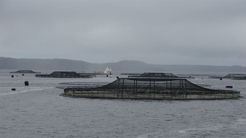 TasCH Macquarie fish pens